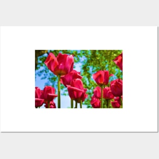 Red Tulips Posters and Art